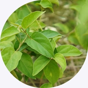  Ayush 82 Tablets